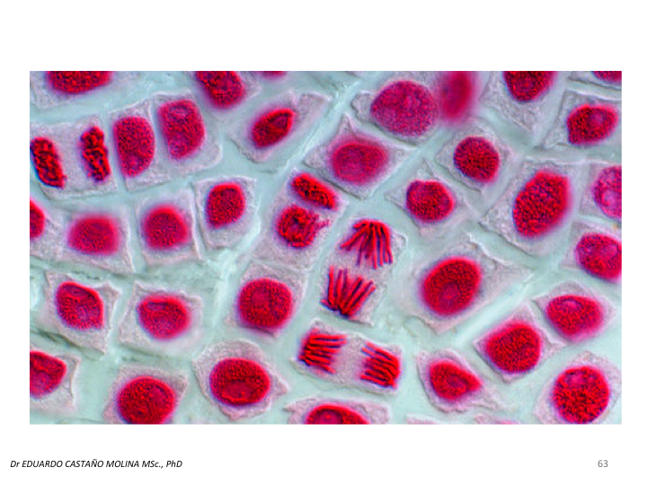 G9H0010-2 BIOLOGÍA 02