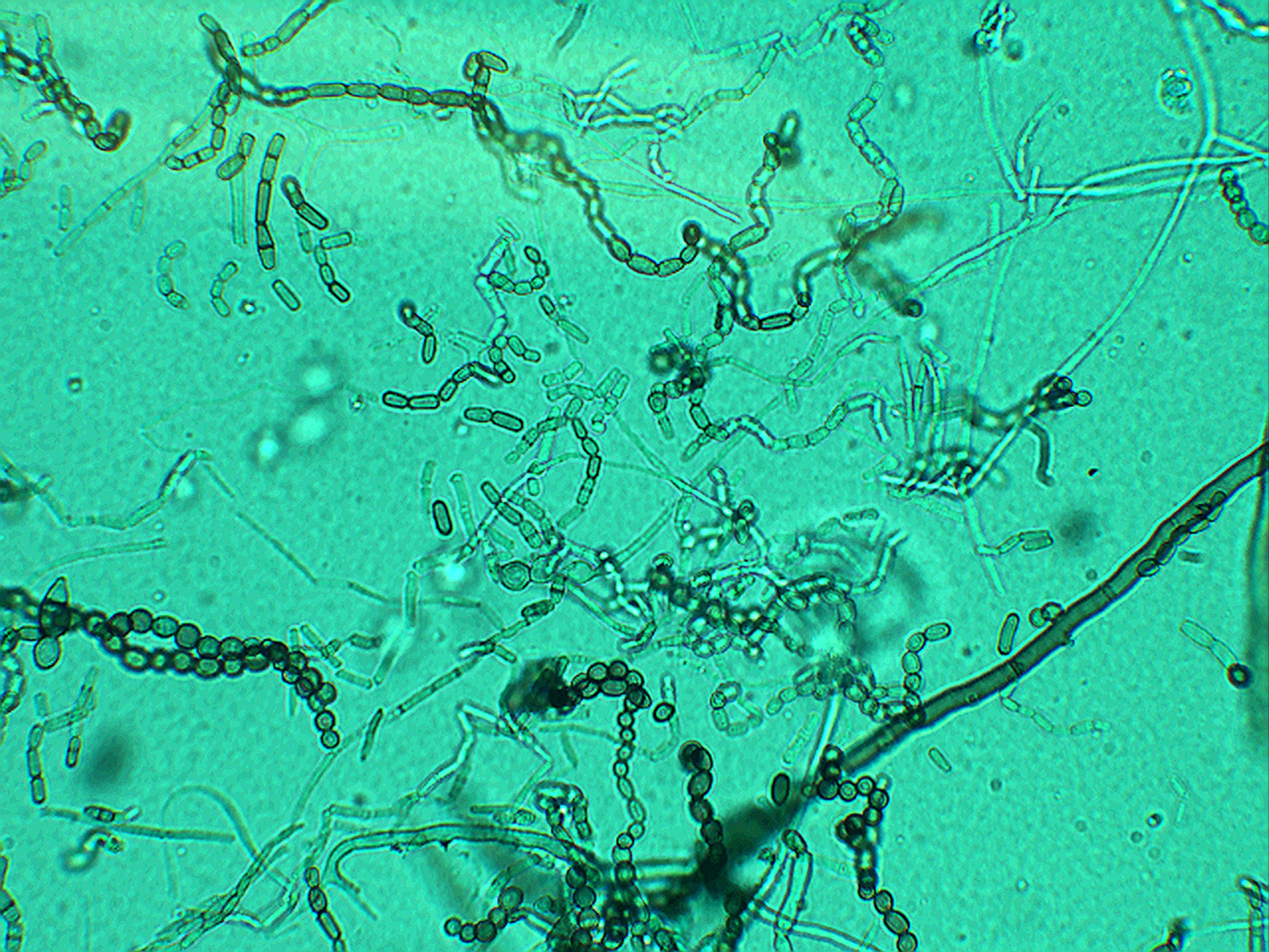 53G9H-1 MICOLOGÍA