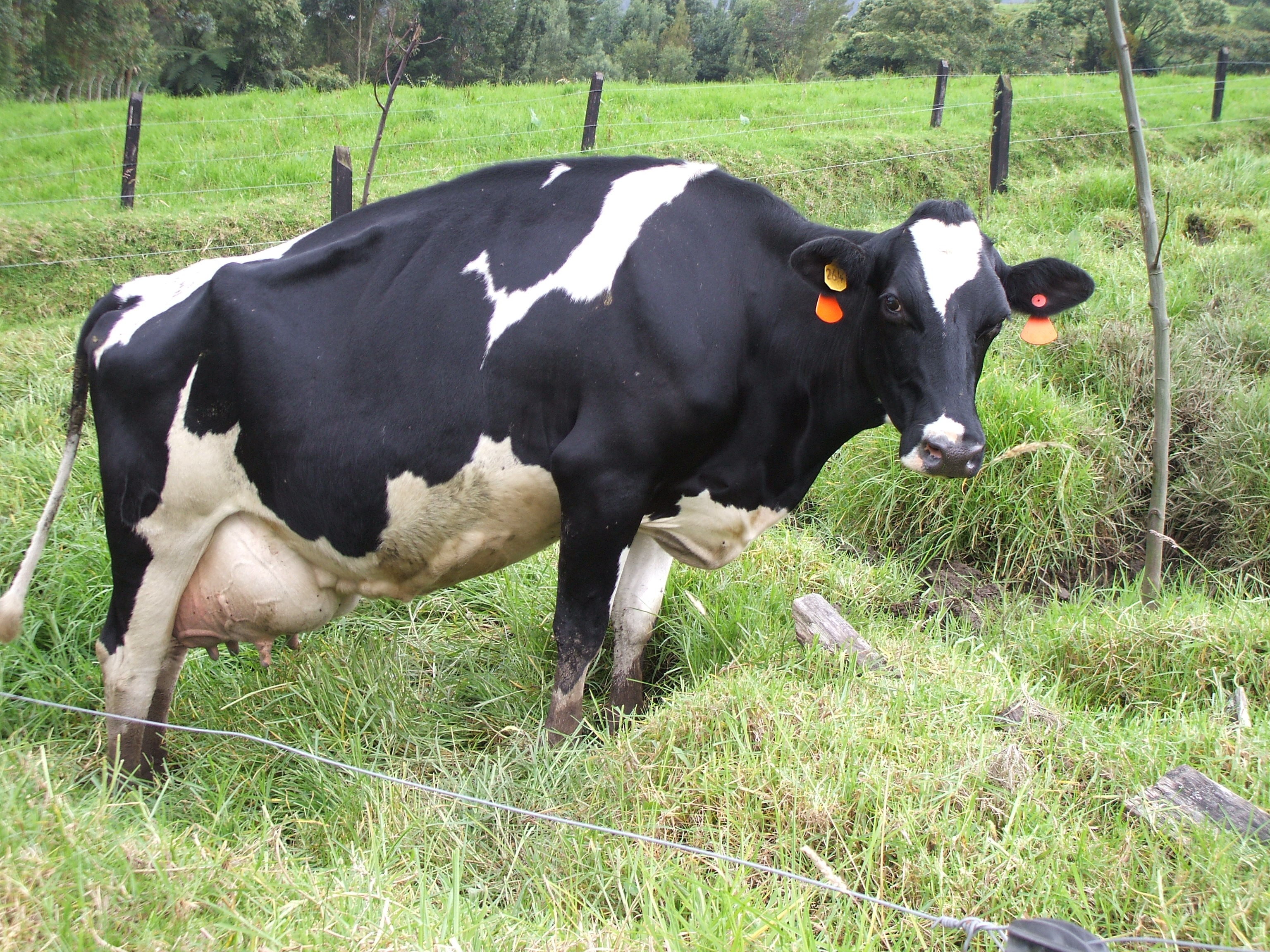 GERENCIA PECUARIA