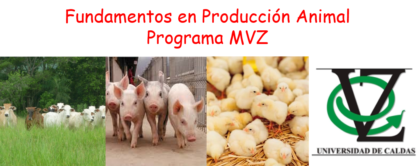 Banner de presentacion