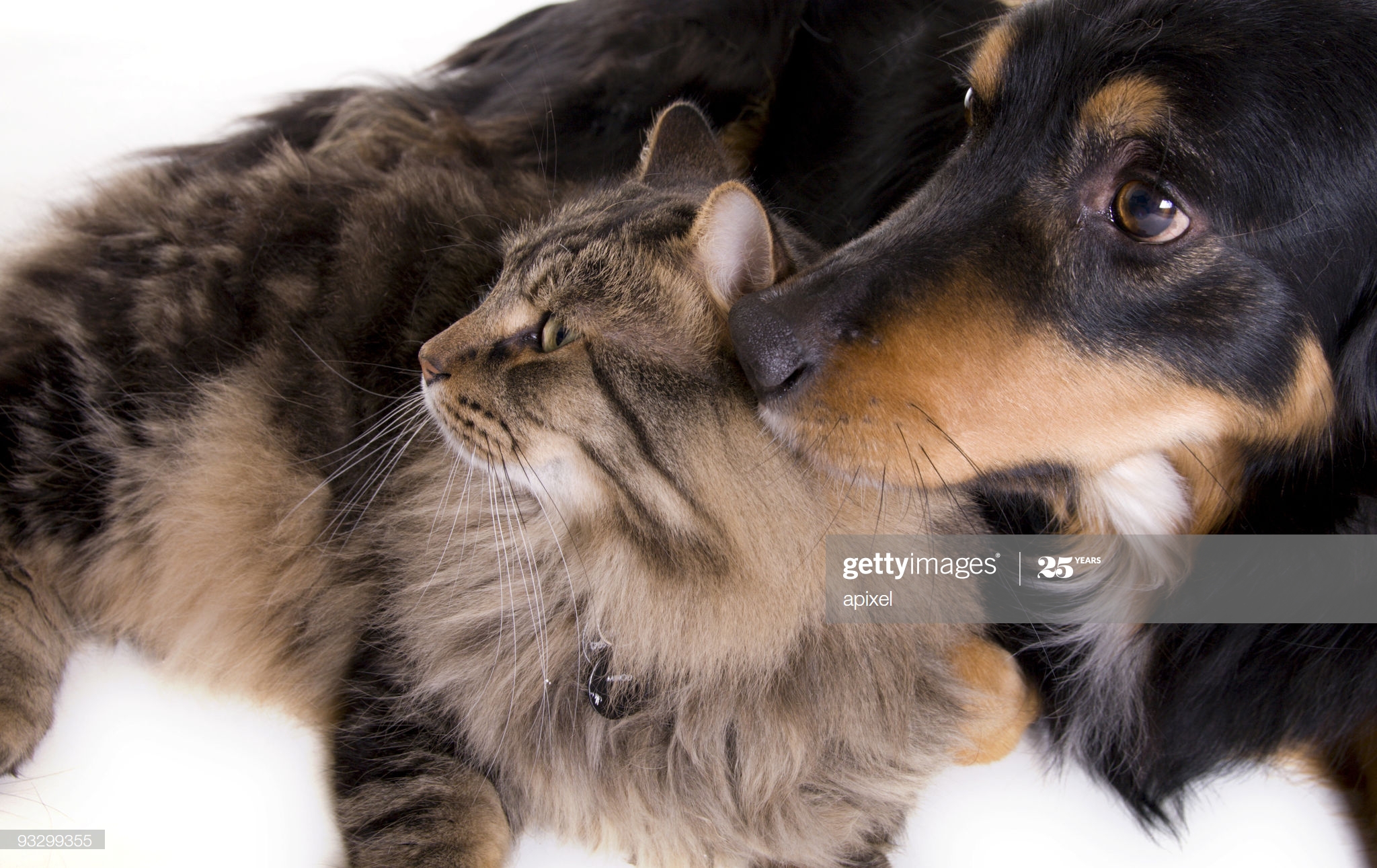 Medicina y cirugía de pequeños animales