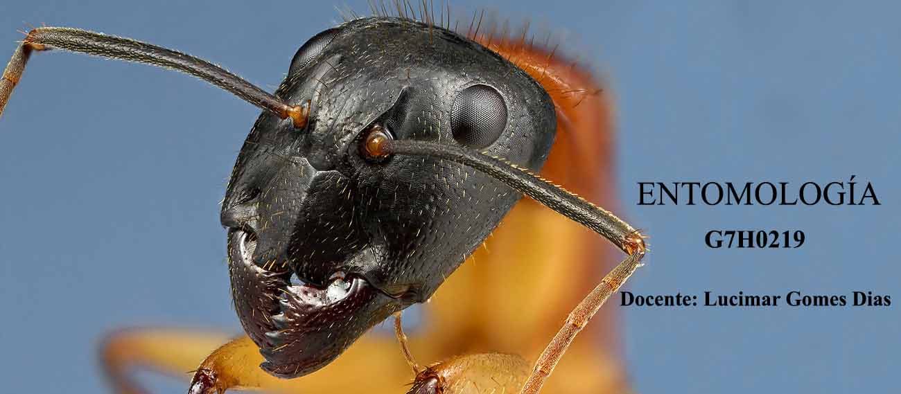 ENTOMOLOGÍA